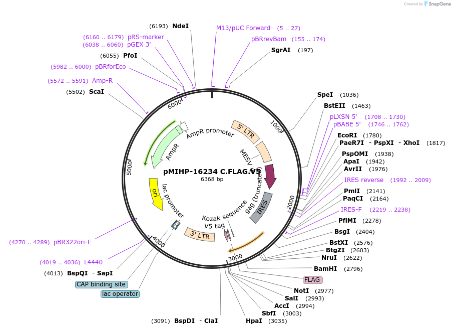 237581-plasmid-map-sequence-id-477160