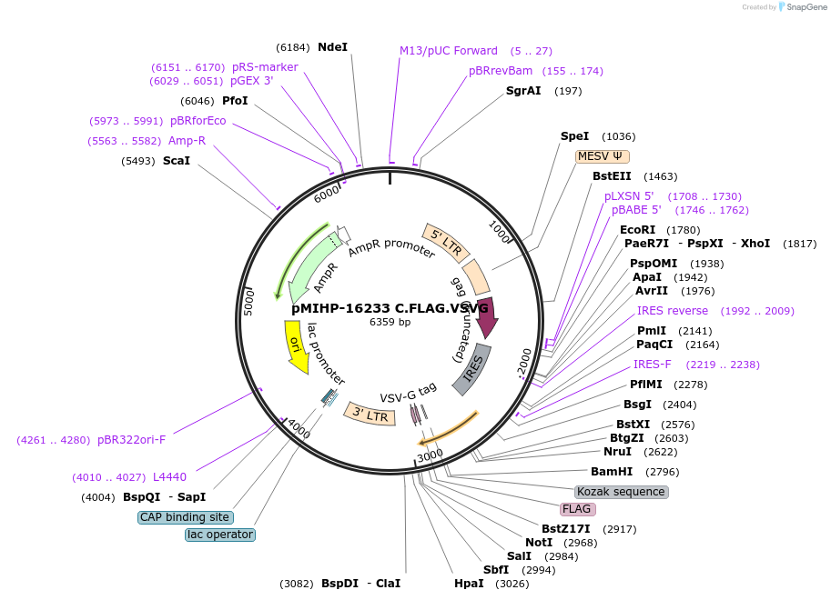 237582-plasmid-map-sequence-id-477161