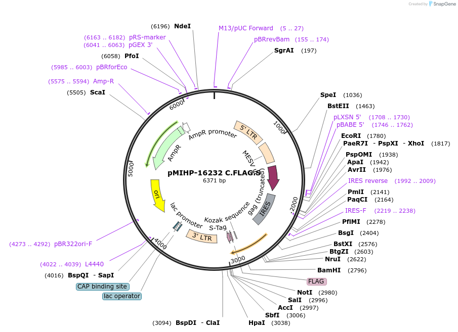237569-plasmid-map-sequence-id-477164