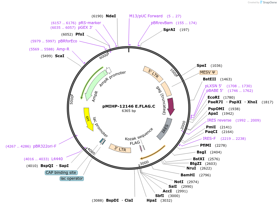237572-plasmid-map-sequence-id-477170