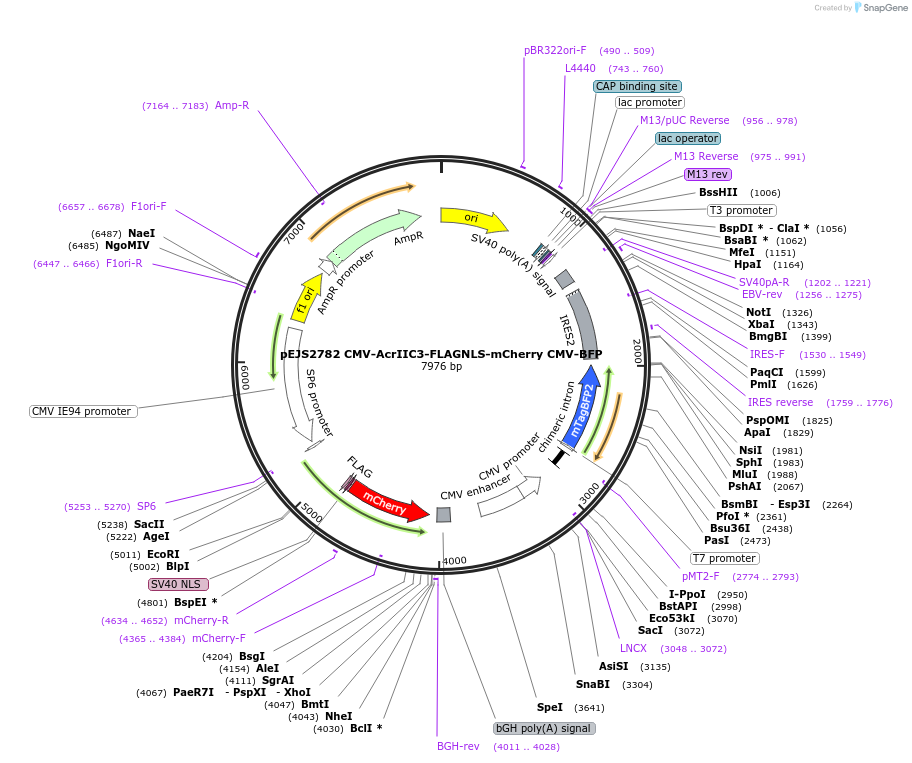 240518-plasmid-map-sequence-id-477187
