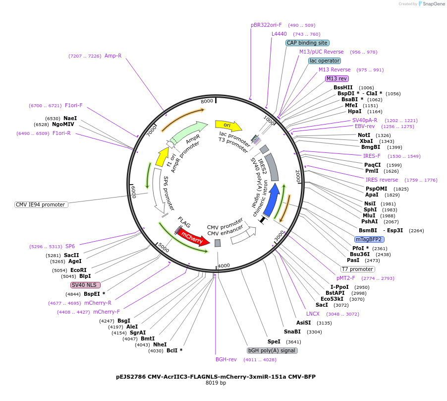 240516-plasmid-map-sequence-id-477188