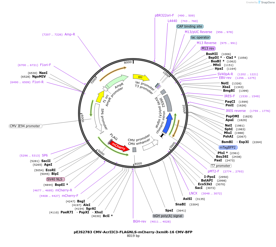 240513-plasmid-map-sequence-id-477190