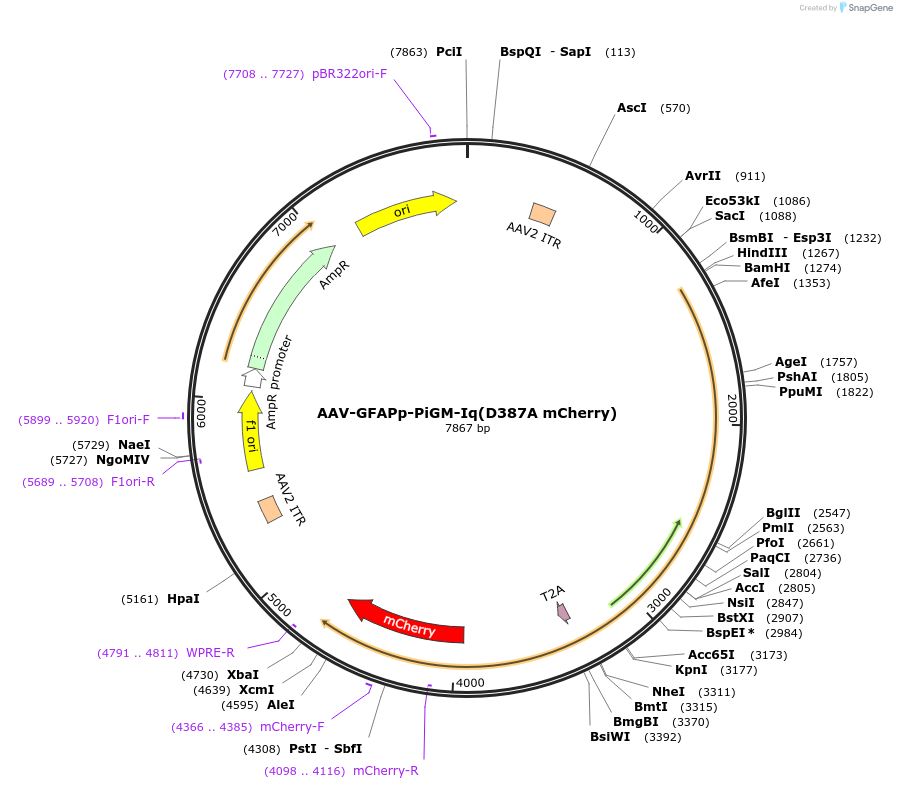221608-plasmid-map-sequence-id-477207