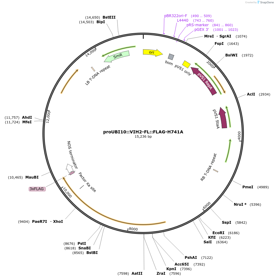 238335-plasmid-map-sequence-id-477273