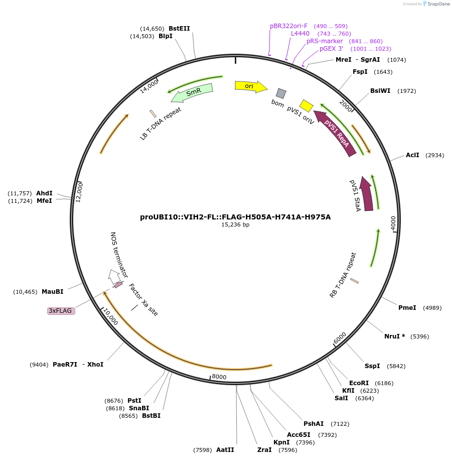 238337-plasmid-map-sequence-id-477274