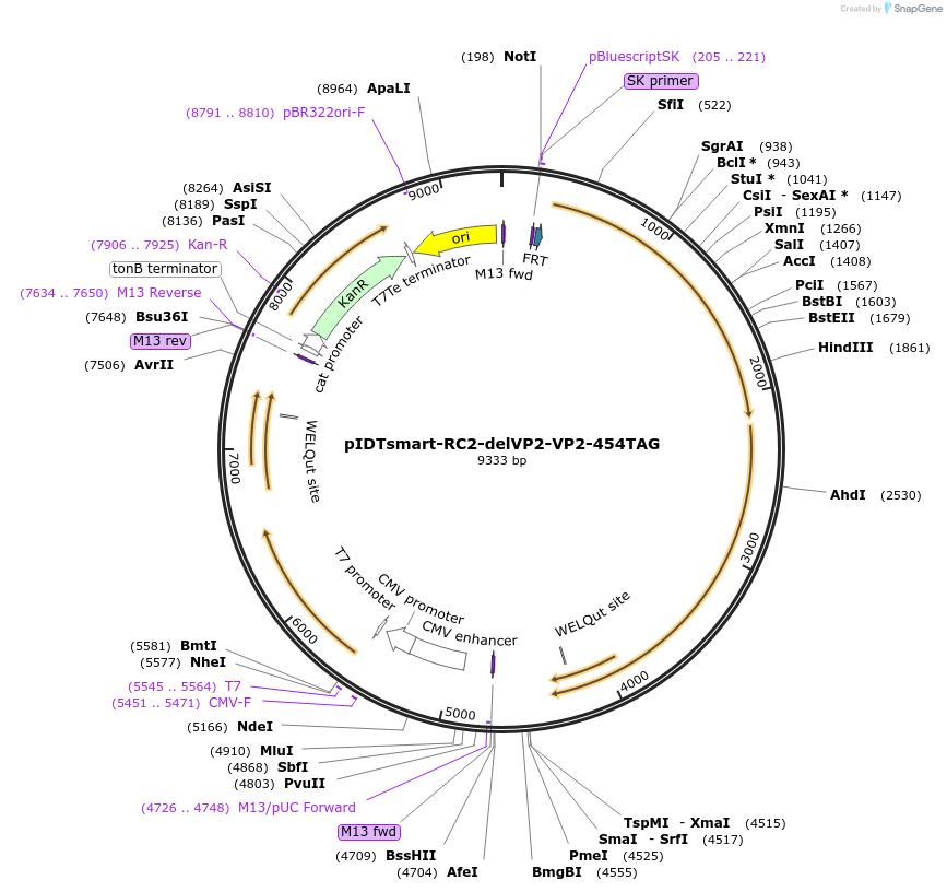 240060-plasmid-map-sequence-id-477386