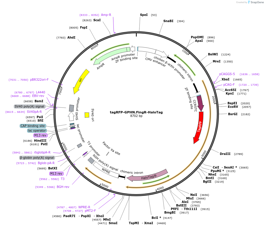 236112-plasmid-map-sequence-id-477436