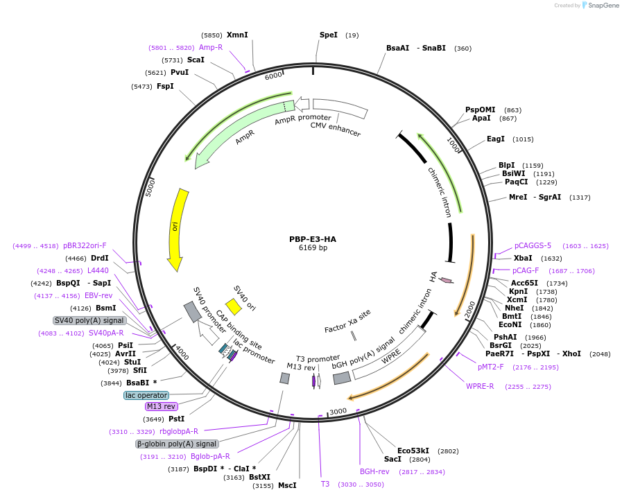 236182-plasmid-map-sequence-id-477545