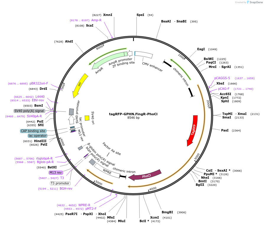 236183-plasmid-map-sequence-id-477567