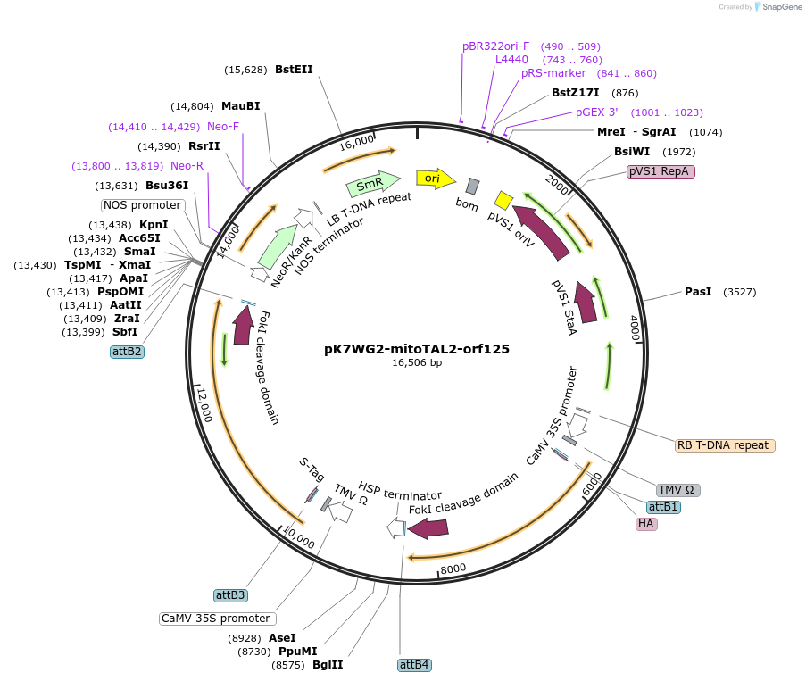 158737-plasmid-map-sequence-id-477703