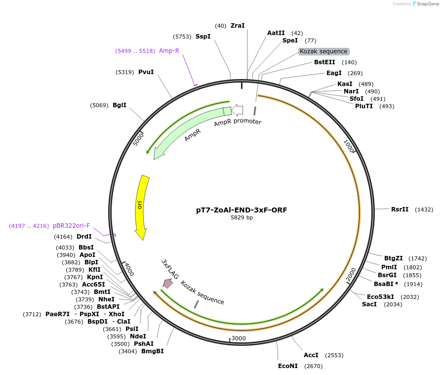 238485-plasmid-map-sequence-id-477706