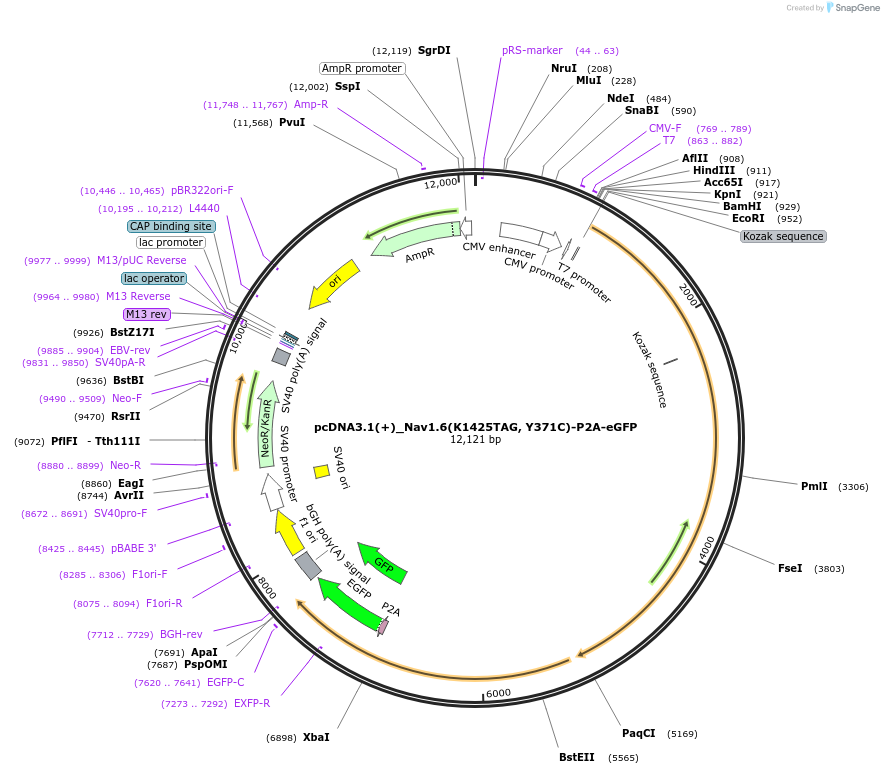 239769-plasmid-map-sequence-id-477736