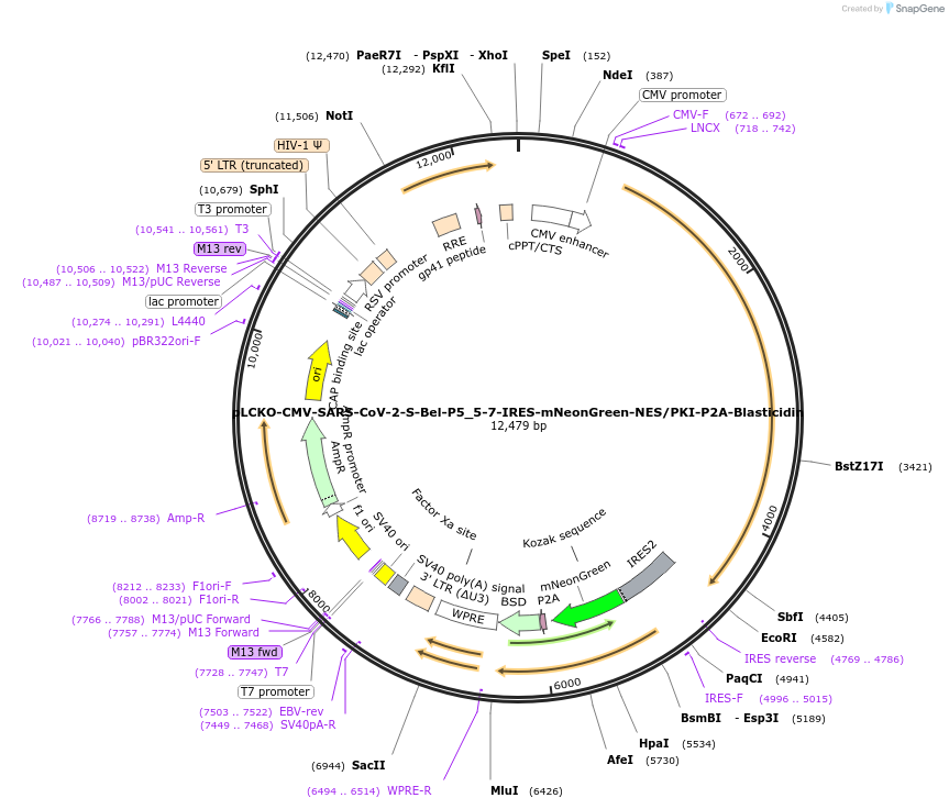 237480-plasmid-map-sequence-id-477747