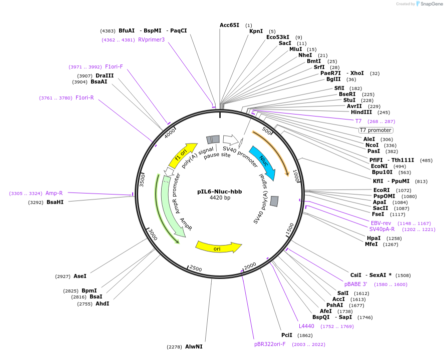 239843-plasmid-map-sequence-id-477827
