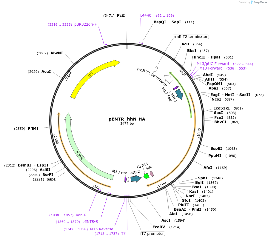 240225-plasmid-map-sequence-id-477850