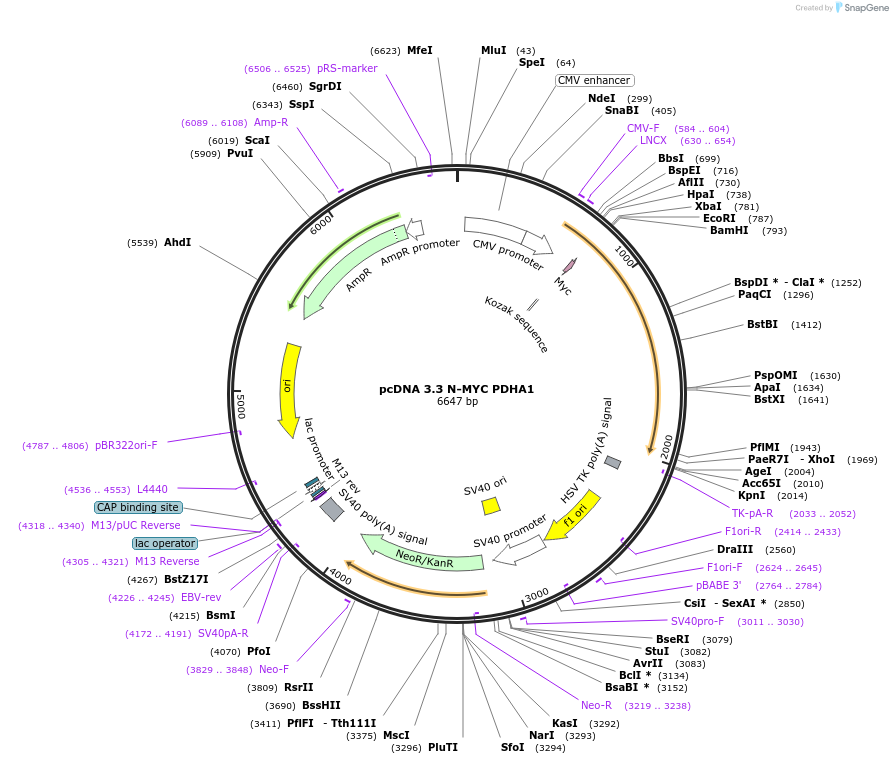 227877-plasmid-map-sequence-id-477872