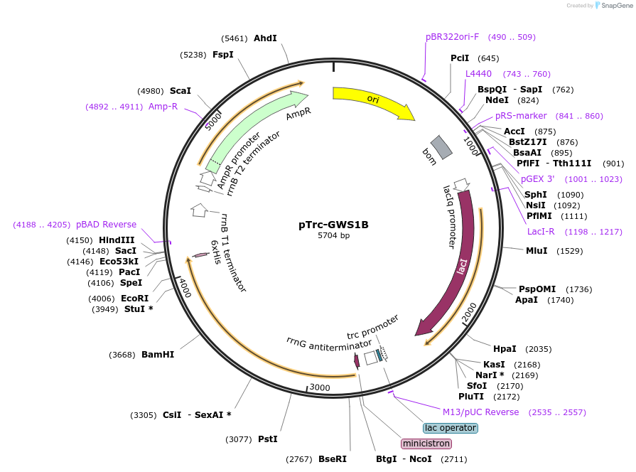 239582-plasmid-map-sequence-id-477888