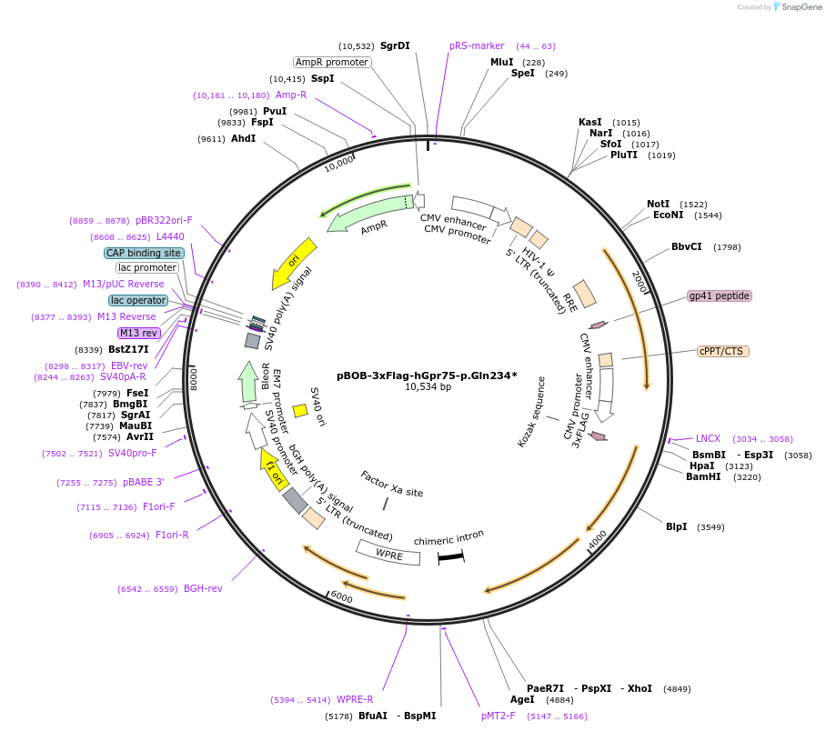 236748-plasmid-map-sequence-id-477901