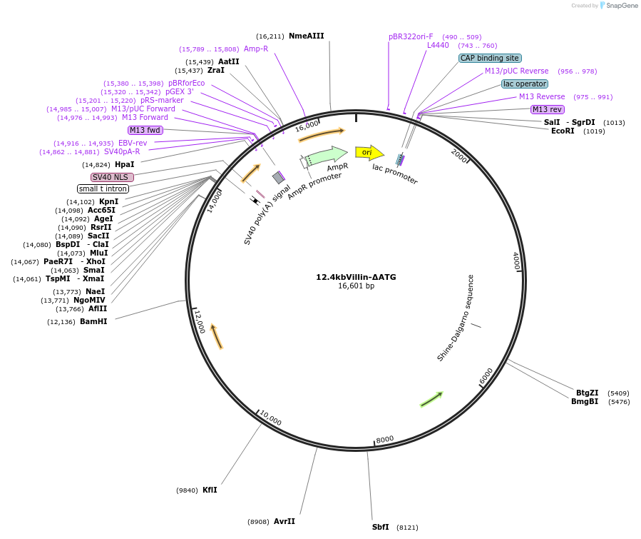 19358-plasmid-map-sequence-id-477907