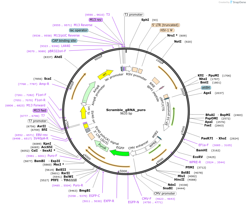 234999-plasmid-map-sequence-id-477921
