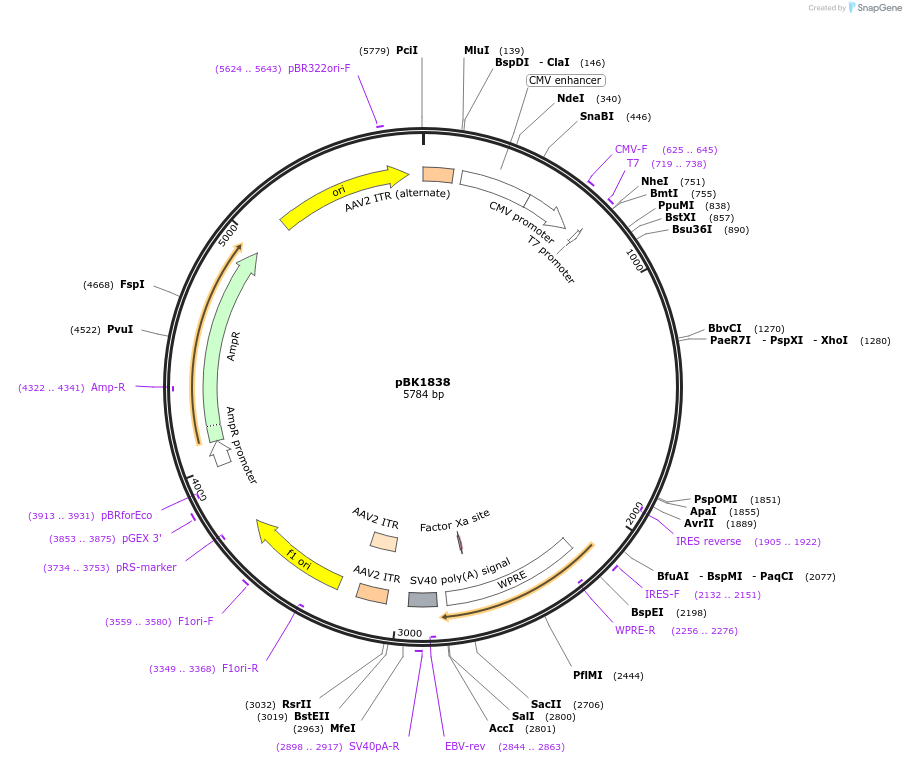 239792-plasmid-map-sequence-id-477922