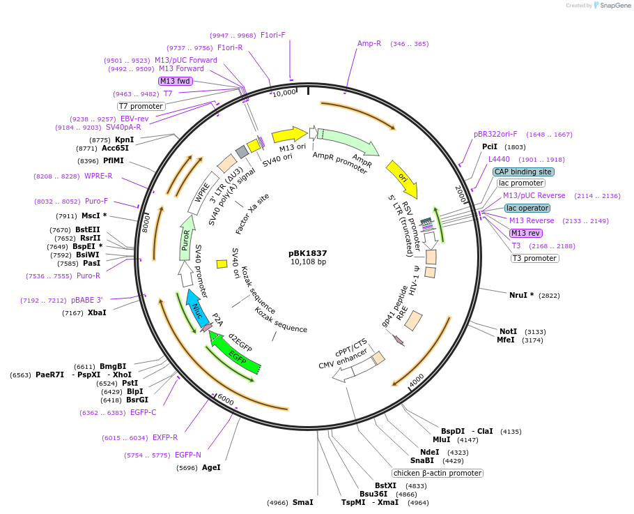 239840-plasmid-map-sequence-id-477923
