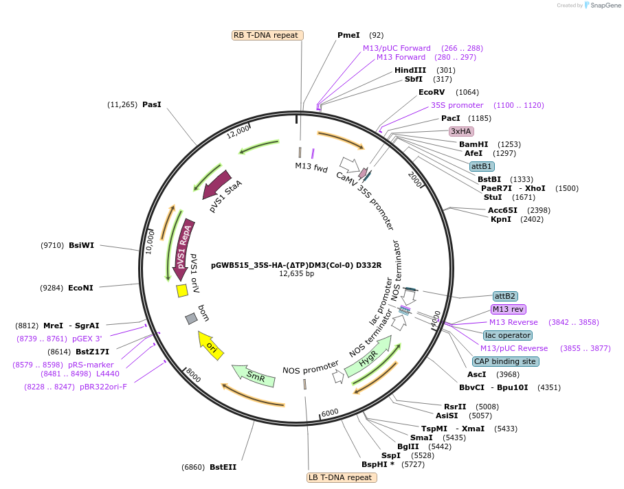 229719-plasmid-map-sequence-id-477945