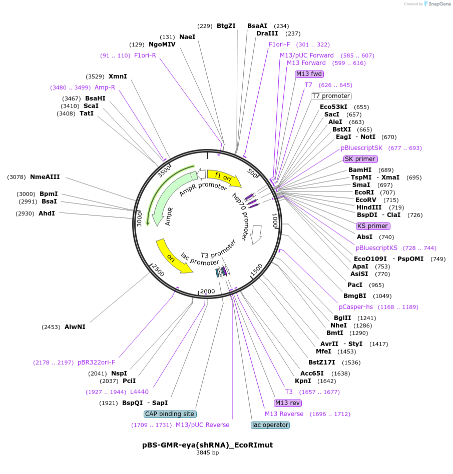 240222-plasmid-map-sequence-id-477954