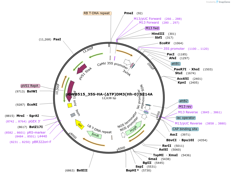 229722-plasmid-map-sequence-id-477965