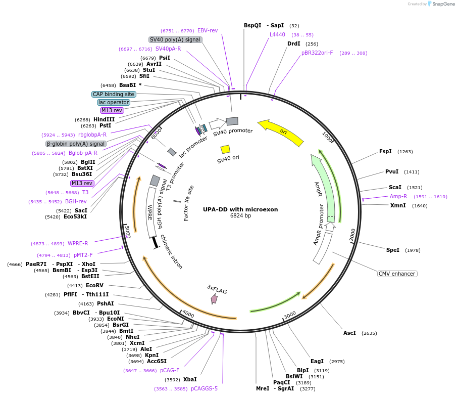 238353-plasmid-map-sequence-id-477971