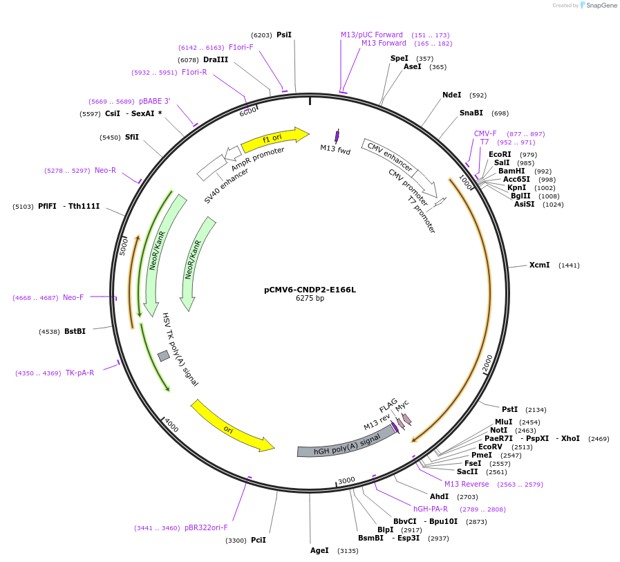 226721-plasmid-map-sequence-id-478109
