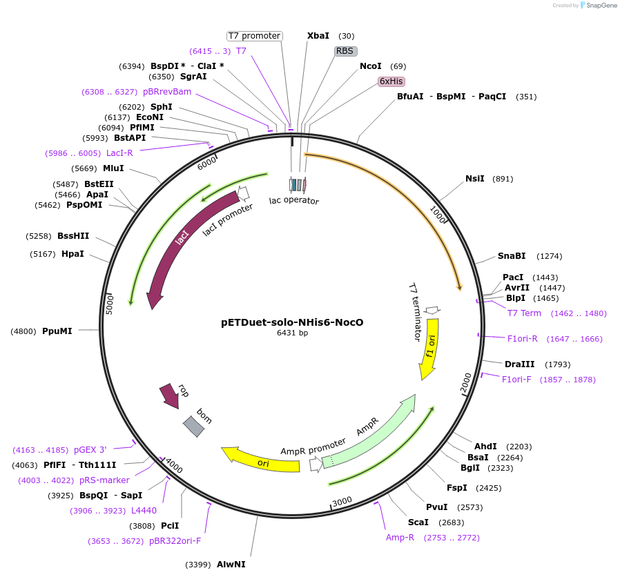 240400-plasmid-map-sequence-id-478120
