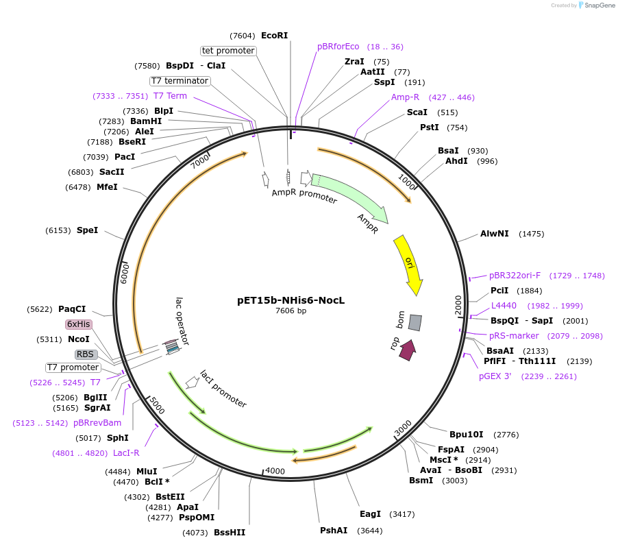 240398-plasmid-map-sequence-id-478133