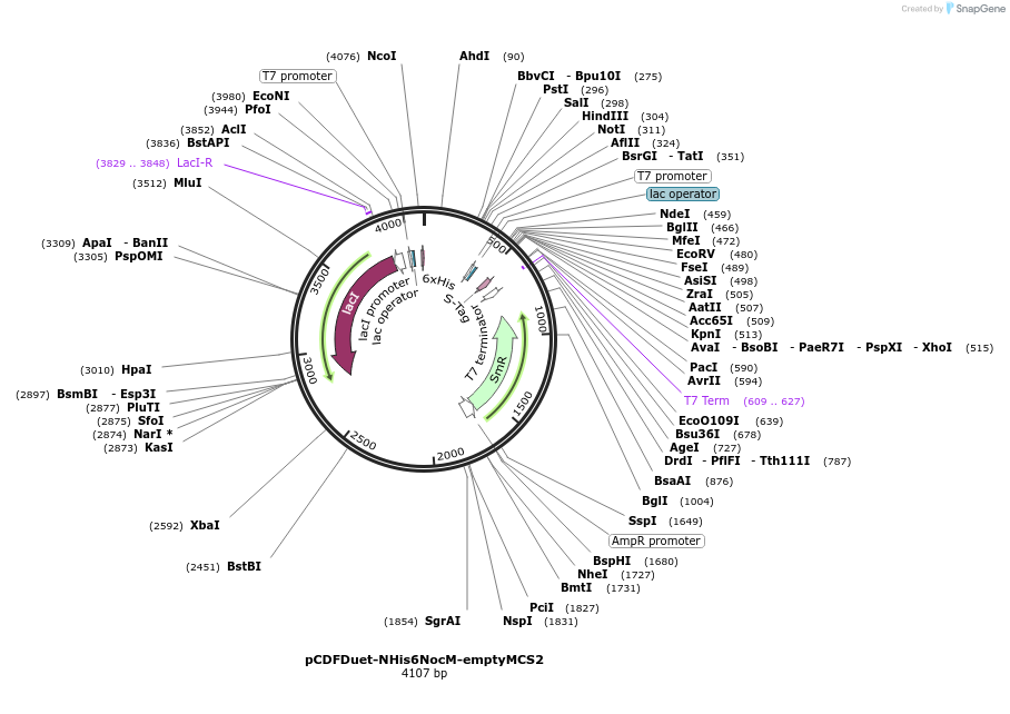 240399-plasmid-map-sequence-id-478138