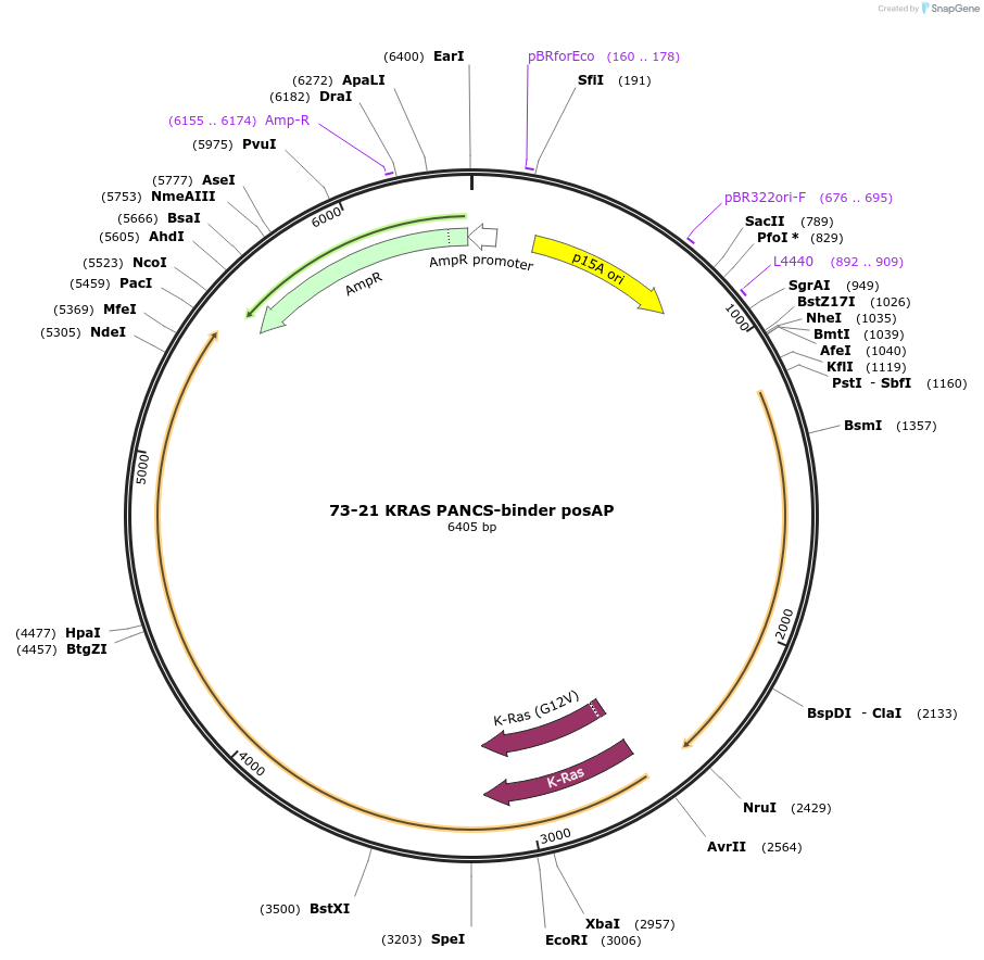 240119-plasmid-map-sequence-id-478141