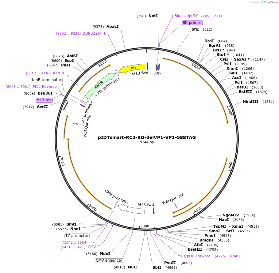 240123-plasmid-map-sequence-id-478218