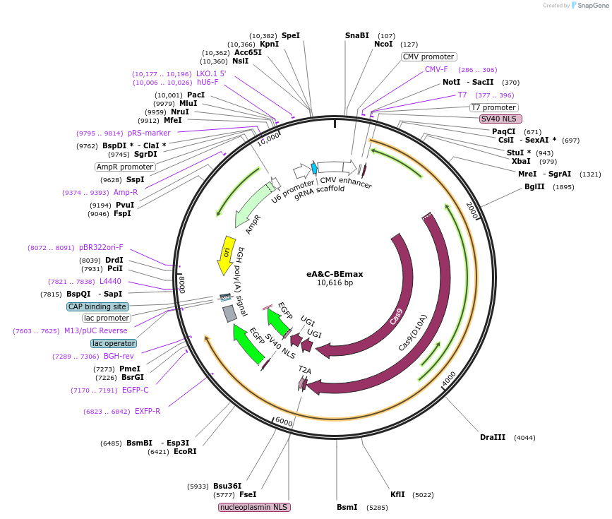 196098-plasmid-map-sequence-id-478238