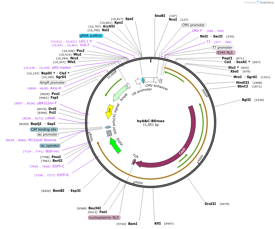 196097-plasmid-map-sequence-id-478239