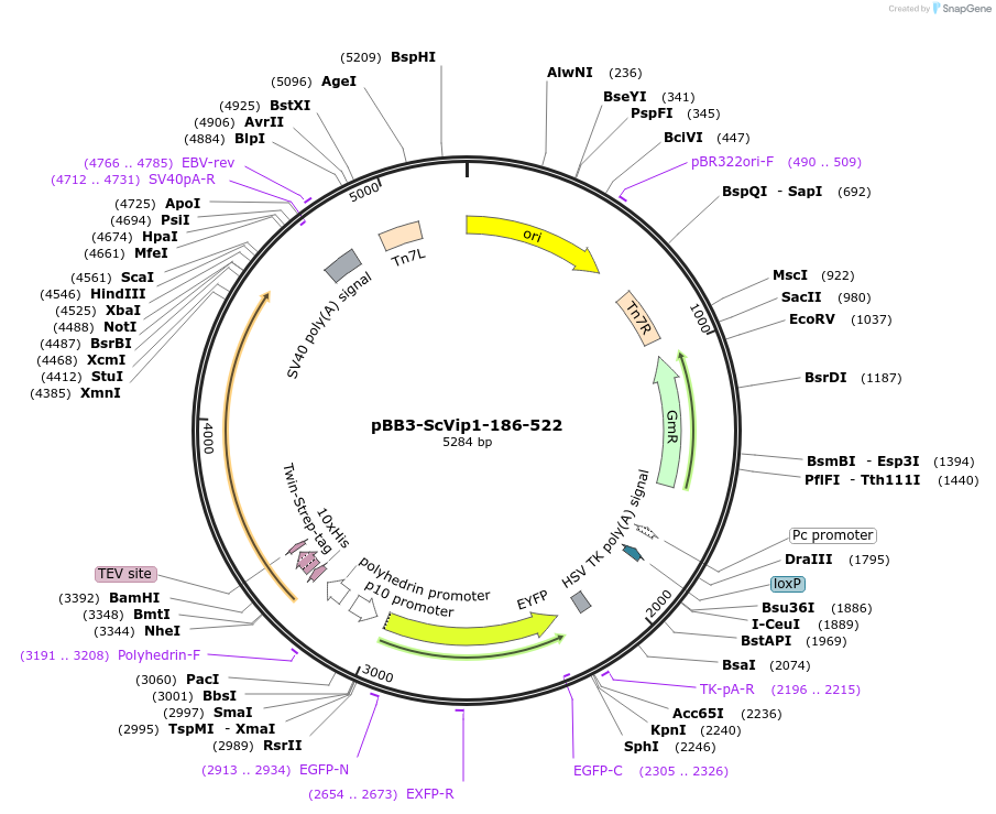238311-plasmid-map-sequence-id-478280
