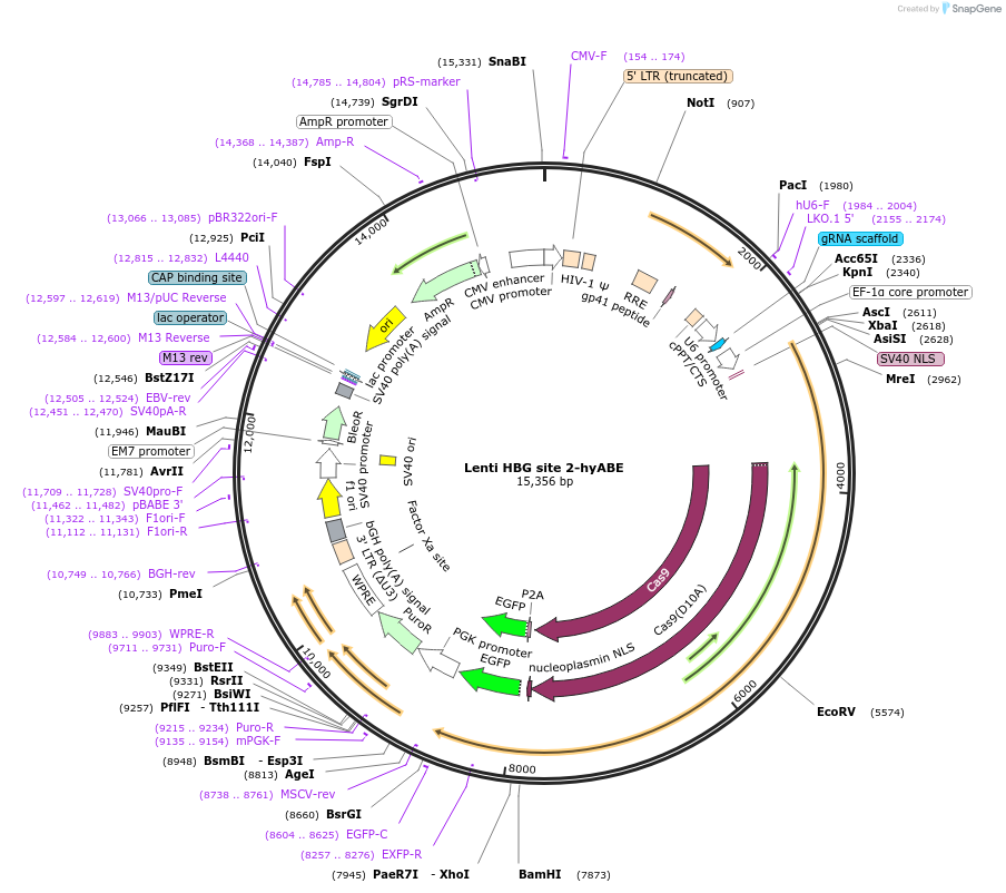 196100-plasmid-map-sequence-id-478282