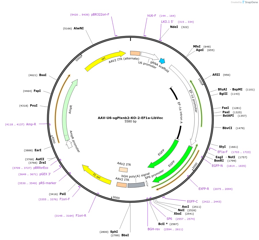 239598-plasmid-map-sequence-id-478289