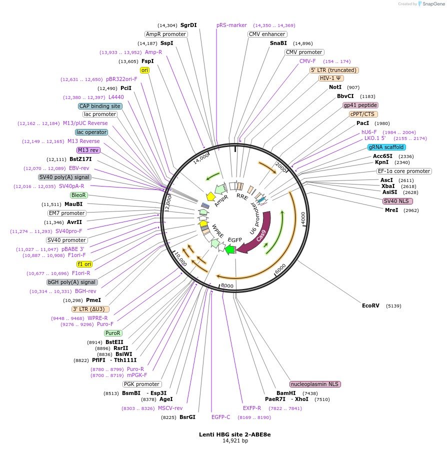 196099-plasmid-map-sequence-id-478295