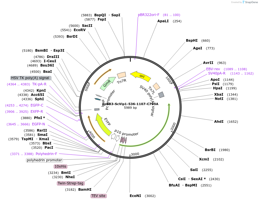 238324-plasmid-map-sequence-id-478354