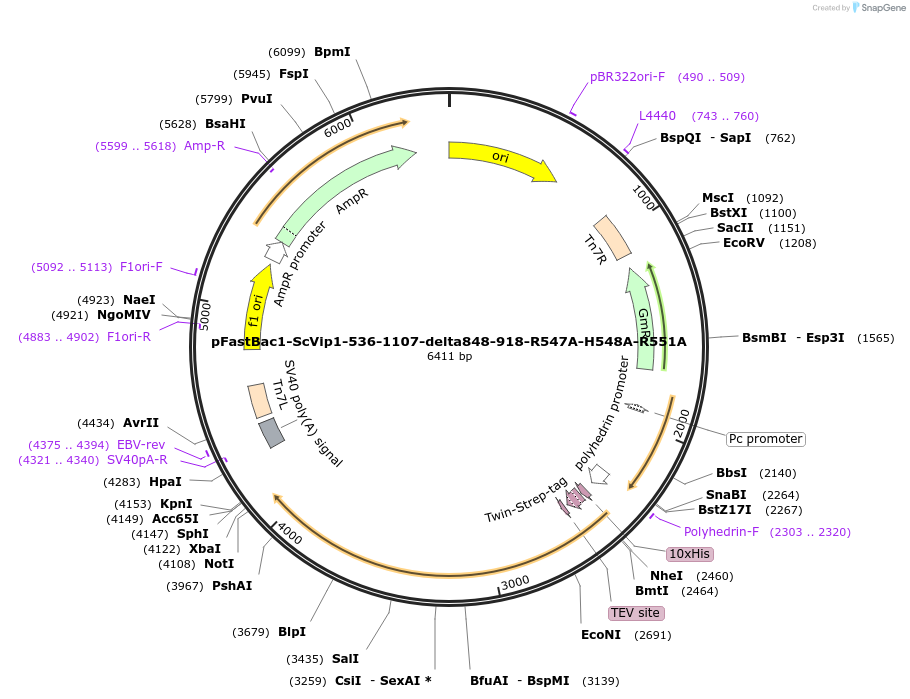 238314-plasmid-map-sequence-id-478355