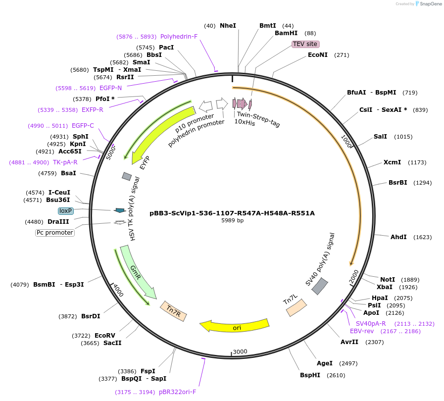 238317-plasmid-map-sequence-id-478356