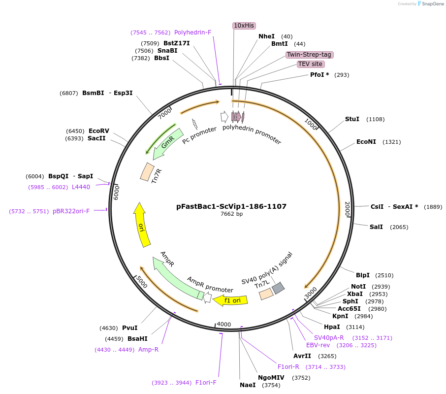 238316-plasmid-map-sequence-id-478357