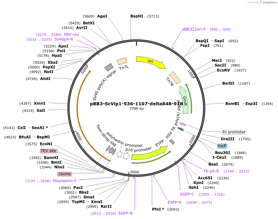 238313-plasmid-map-sequence-id-478358