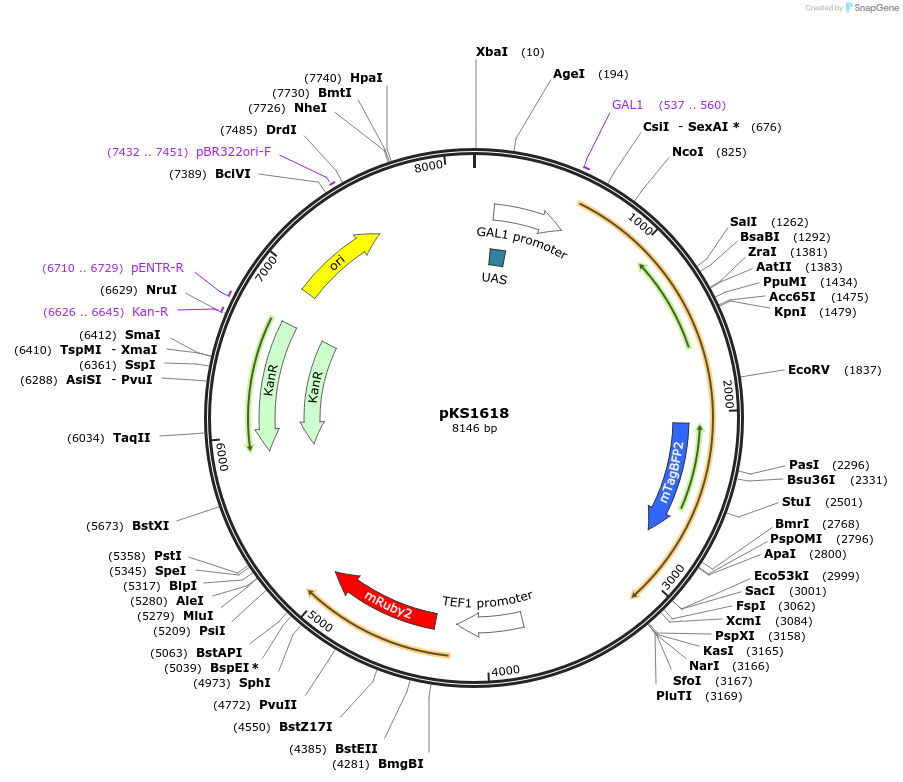 239549-plasmid-map-sequence-id-478366