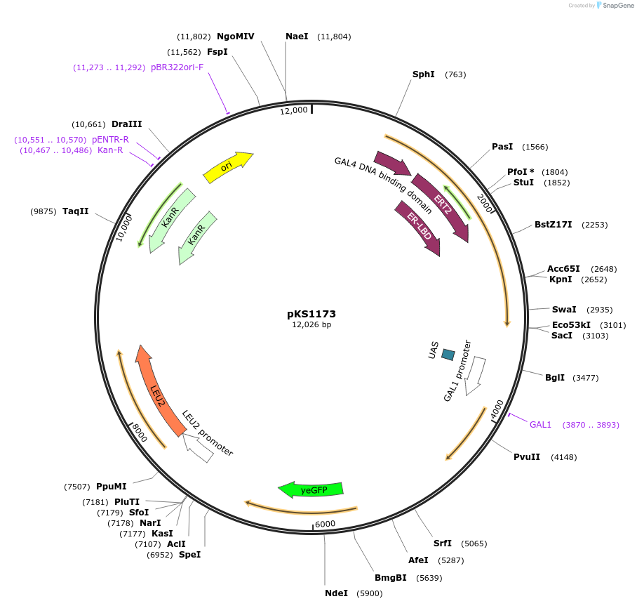 239507-plasmid-map-sequence-id-478369
